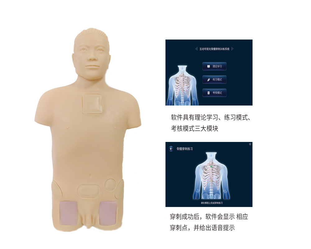 骨髓穿刺训练系统(超声骨动脉)-2.jpg